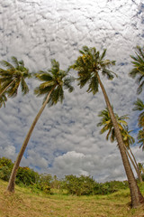 Coconut trees on Pointe du Bout beach - Les Trois Ilets - Martinique - FWI