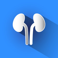 Kidneys vector icon.