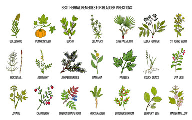 Best herbal remedies for bladder infections