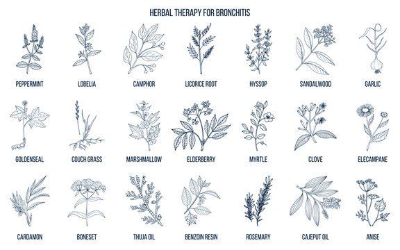 Herbal therapy for bronchitis
