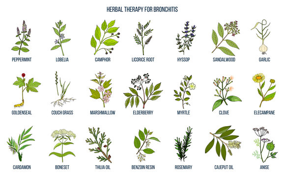 Herbal Therapy For Bronchitis