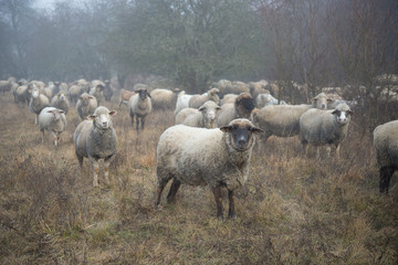 Sheep flock in fog on the field