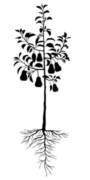 Silhouette pear tree seedling with fruits