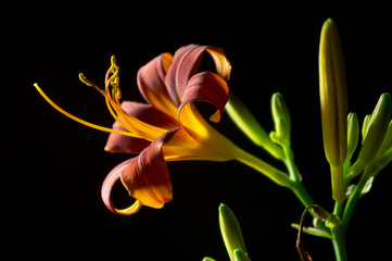 Lily flower on a black background
