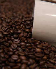 Roasted coffee beans