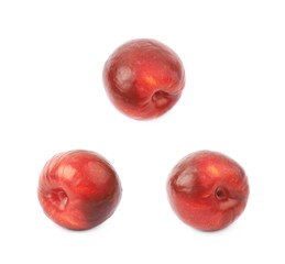 Red plum fruit isolated
