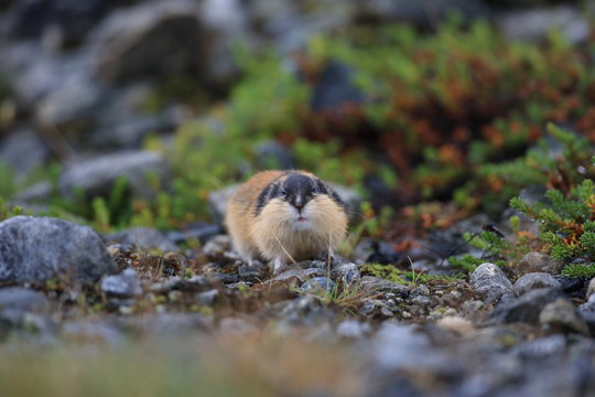 Norwegian lemming Jotunheimen Norway