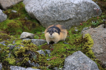 Norwegian lemming Jotunheimen Norway