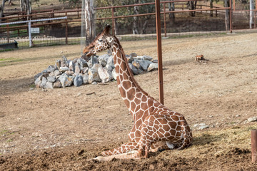 Portrait of giraffes (Giraffa camelopardalis) in nature reserve