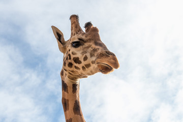 Portrait of giraffe (Giraffa camelopardalis) over blue sky with white clouds in wildlife sanctuary