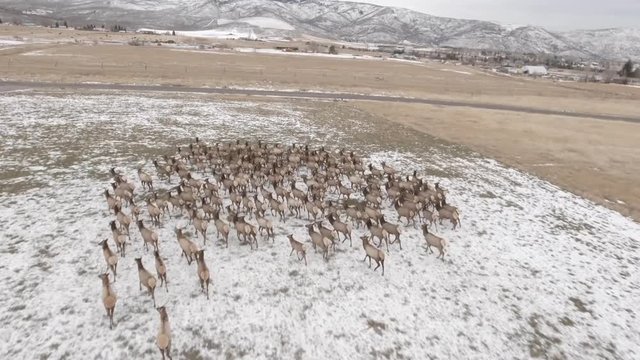 Aerial amazing shot of beautiful herd of elk grazing in field