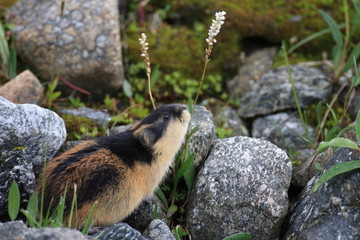 Norwegian lemming Jotunheimen Norway