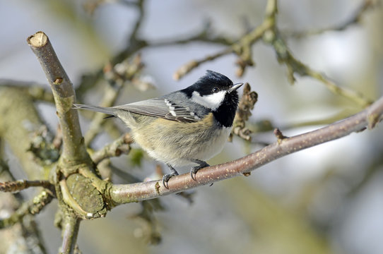 Tannenmeise (Periparus ater) - Coal tit 
