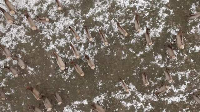 Aerial amazing shot of beautiful herd of elk running in field