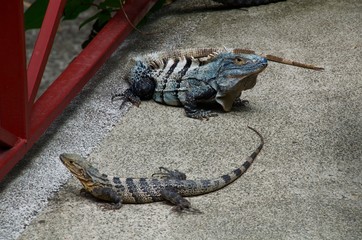 Reptiles at Manuel Antonio Costa Rica