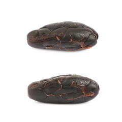 Single cocoa bean isolated