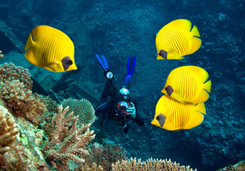 Underwater photographer, coral reef and School of Masked Butterfly Fish 