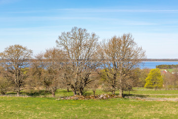 Rural countryside view with tree grove in early spring