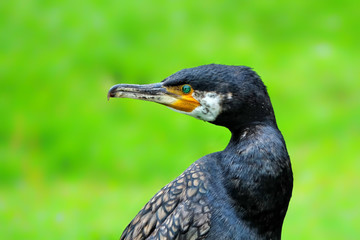Kormoran