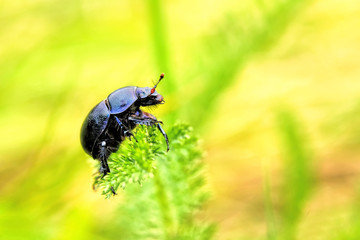 Käfer