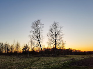 Fototapeta na wymiar Spring landscape with birch trees in countryside.