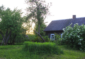 Fototapeta na wymiar Summer landscape in countryside.