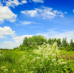 Summer landscape in countryside.