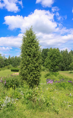 Summer landscape in countryside.