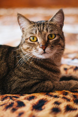 Yellow-eyed cat with stripes on the back. Gray cat. He sits on leopard rug and looking at the camera