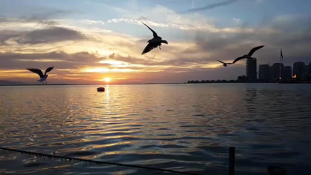 Seagulls flying and swimming on the sea at sunset in Izmir - Turkey. There is a boat on the sea.  