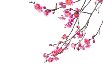 Naklejka premium Plum Blossom in early spring. Located in Plum Blossom Hill, Nanjing, Jiangsu, China.