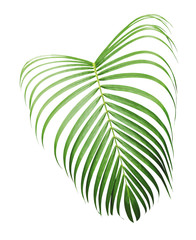 Green tropical leaf of yellow palm isolated on white background with clipping path