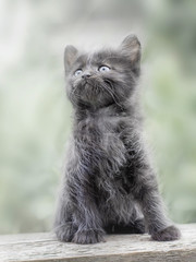 Naklejka na ściany i meble little cute gray furry kitten sitting on blackboard and looking up_