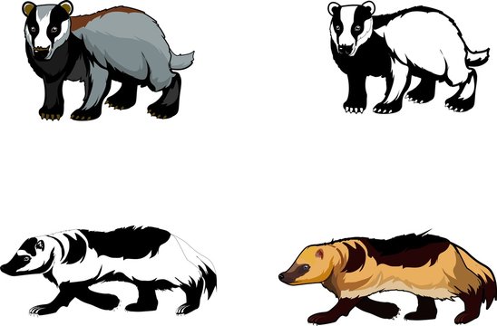 Badgers and Wolverines isolated vector illustration, isolated on white