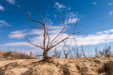Embalse de la pedrera - See in Andalusien - Spanien - vertrocknete Pflanzen am Ufer