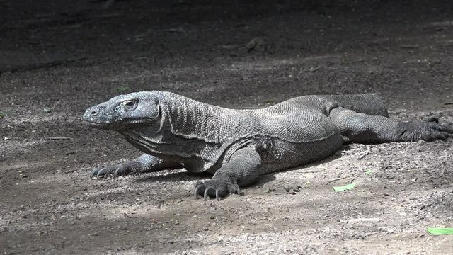 The dragon of the island of Komodo. Indonesia
