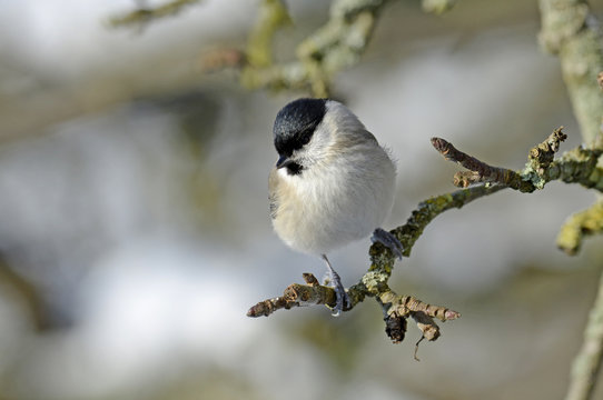 Weidenmeise (Poecile montanus) - Willow tit 
