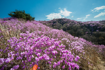 Beautiful Goryeosan mountain with spring flowers - Ganghwado, South Korea.