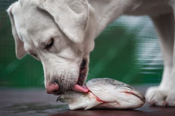 young hungry white labrador retriever dog puppy smells and eats a fish head - barf nutrition dog food