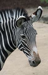 Naklejka premium Grevy`s zebra. Latin name - Equus grevyi