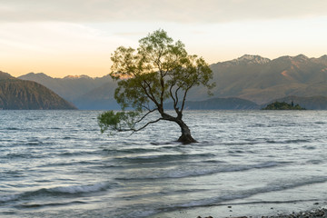 Alone Tree on Wanaka lake with mountain background, New Zealand natural landscape background