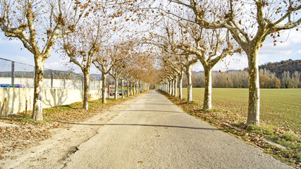 Fototapeta premium Folgueroles, Comarca del Osona, Barcelona, Catalunya, España