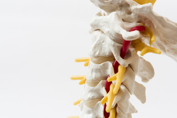 Fototapeta na wymiar Articifial cervical spine model on white background
