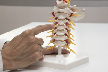 Doctor demonstrating cervical spine model anatomy