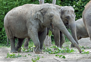 Asian elephant eating twigs. Latin name - Elephas maximus