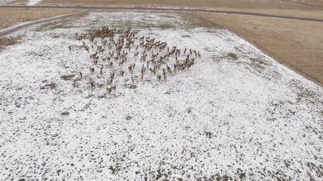 Aerial high shot of a large herd of elk grazing in a field