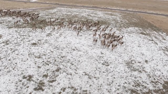 Aerial high rotating shot of a large herd of elk grazing in a field