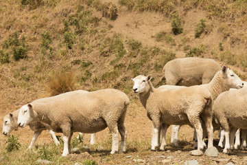 Baby sheep on glass field, farm animal