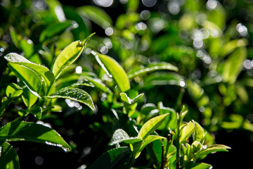Obraz premium Green tea leaves in a tea plantation in morning. closeup green tea leaves