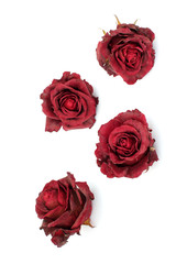 Sluggish red rose on a white background. Dried rose petals on white background. Flowers. Love.